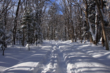 札幌の森林公園の歩くスキーコースの風景