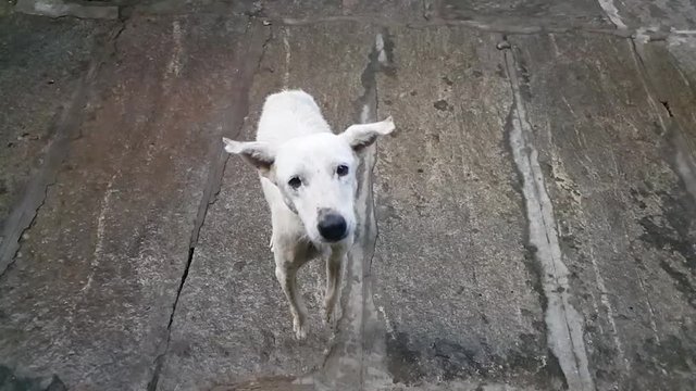 Slow motion video of a white stray dog catching biscuits thrown at it