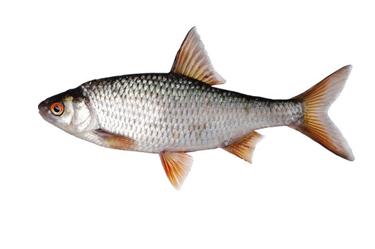 Fish roach on white. Isolated on white.