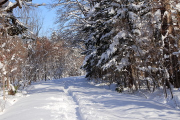 札幌の森林公園の歩くスキーコースの風景