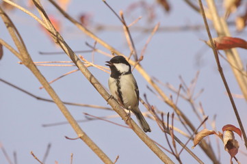 シジュウカラ