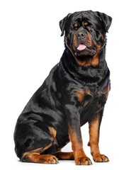 Obraz premium Rottweiler Dog Isolated on White Background in studio