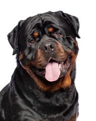 Rottweiler Dog  Isolated  on White Background in studio