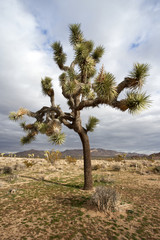 Fototapeta na wymiar Joshua Tree in Joshua Tree National Park, California.