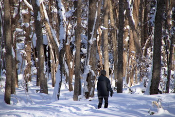 札幌の森林公園の歩くスキーコースの風景