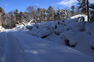 札幌の森林公園の歩くスキーコースの風景