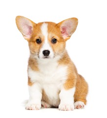 Welsh corgi puppy Dog  Isolated  on White Background in studio