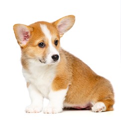 Welsh corgi puppy Dog  Isolated  on White Background in studio