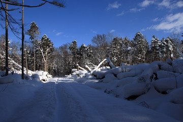 札幌の森林公園の歩くスキーコースの風景