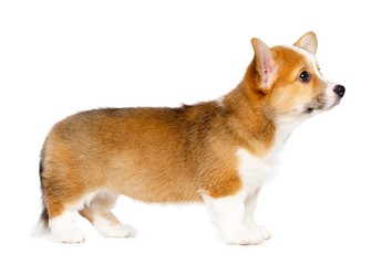 Welsh corgi puppy Dog  Isolated  on White Background in studio