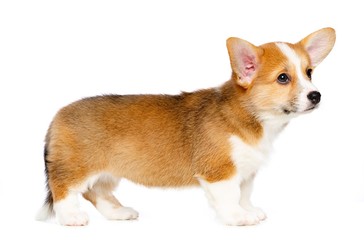 Welsh corgi puppy Dog  Isolated  on White Background in studio
