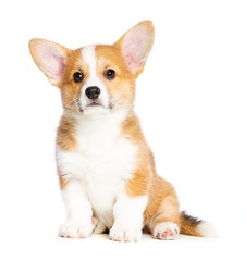 Obraz premium Welsh corgi puppy Dog Isolated on White Background in studio