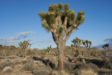 Obraz premium Joshua trees in Joshua Tree National Park, California.