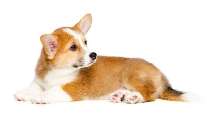 Welsh corgi puppy Dog  Isolated  on White Background in studio © TrapezaStudio