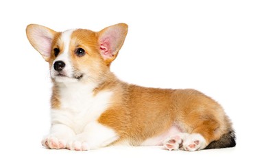Welsh corgi puppy Dog  Isolated  on White Background in studio © TrapezaStudio