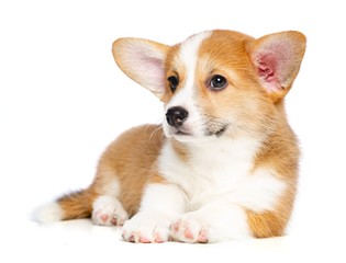 Welsh corgi puppy Dog  Isolated  on White Background in studio © TrapezaStudio