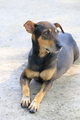 Dogs that are lying on the road naturally.