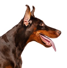 Doberman Dog  Isolated  on White Background in studio