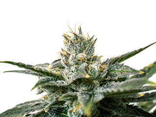 Bud Trichromes on Marijuana Plant Close Up White Background
