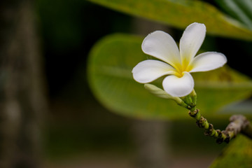 Fototapeta premium White and yellow plumeria flowers on a tree.leaves background.
