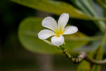 White and yellow plumeria flowers on a tree.leaves background.