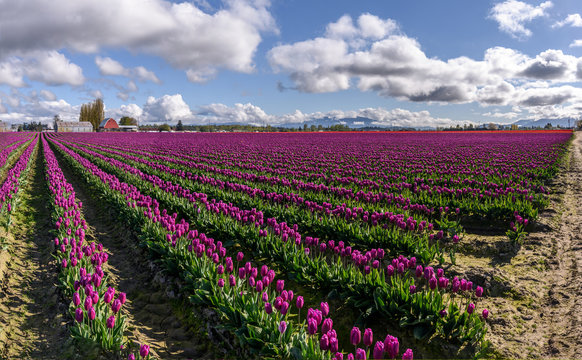 Skagit Valley Tulip Festival 1135