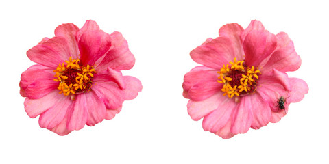 Flowers are pink petals. And flowers with pink petals. But there are flies. On the white background. Isolated flowers picture. 