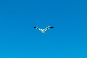 Gaivota