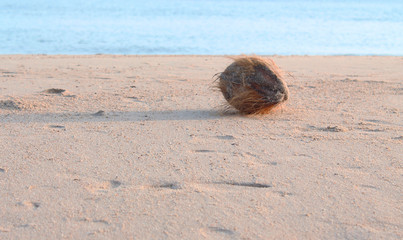 Dry coconut is placed on white sand beach.