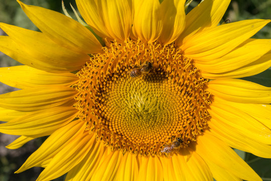 sunflower closeup with bees