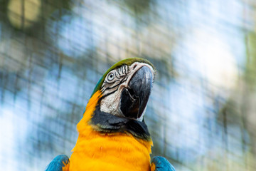 Arara