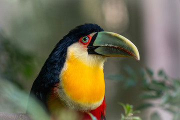 Tucano