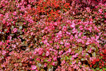 Fototapeta premium Pink and red flowers background.