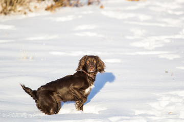 running through the snow puppy Spaniel