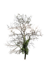  Dry tree on a white background Pictures of isolated trees