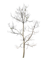  Dry tree on a white background Pictures of isolated trees
