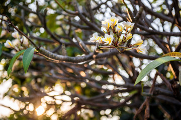 White Plumeria in the garden with sunlight