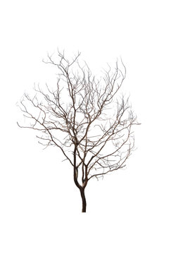  Dry tree on a white background Pictures of isolated trees