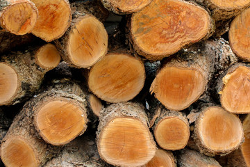 Firewood stacked in piles.