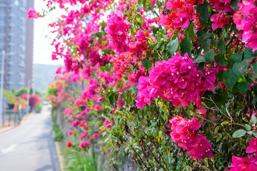 Fototapeta na wymiar Spring flowers / sky beautiful bougainvillea
