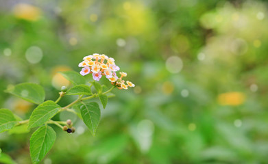 Lantana camara flowers in the green garden with bokeh background.