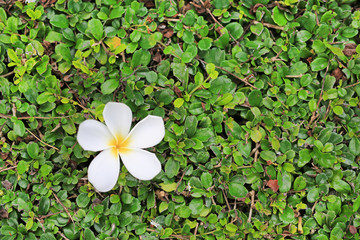 White Plumeria or Frangipani flower place on the decoration wall tree. Spa concept.