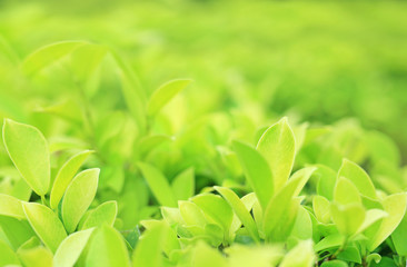 Green tree leaf on blurred background in the park with copy space and clean pattern. Close-up...