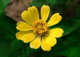 Yellow flower in the garden . Nature background.