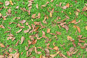 Autumn dried leaves fall on green grass field. Above view.
