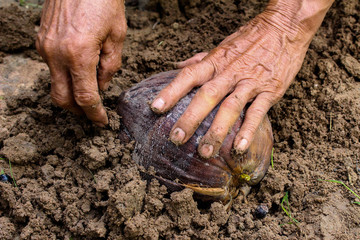 Close up view of Asian man grow coconut in the garden. Nature concept.