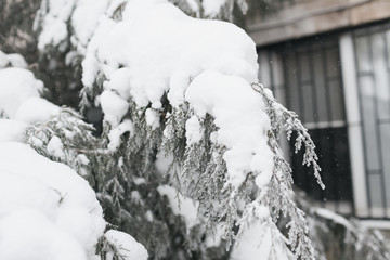 The branch of a coniferous tree covered with white snow