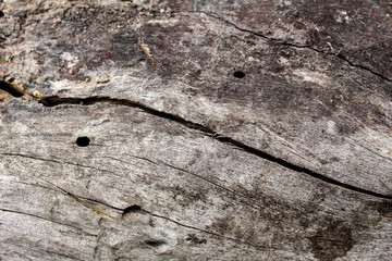 Dry bark with cracks