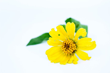 Yellow flowers on a white background with space for text.