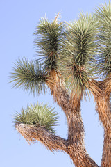 Naklejka premium joshua tree in winter